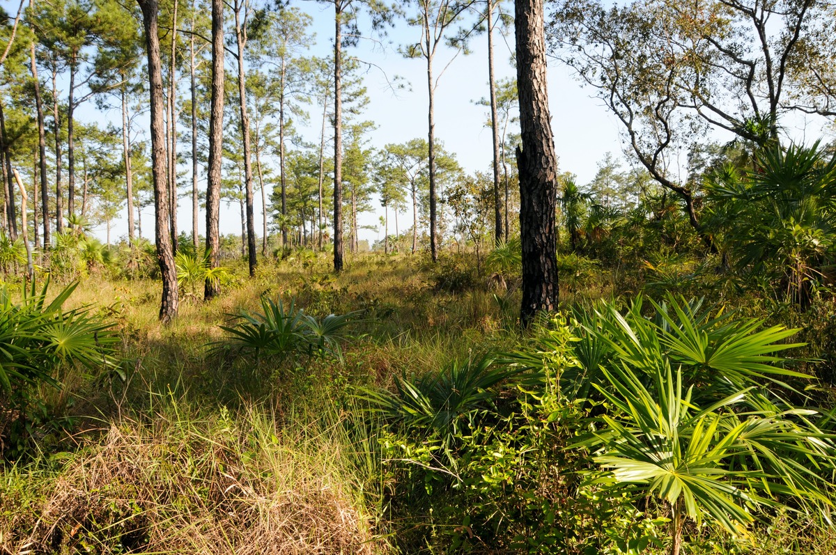 Belizian Pine Savannas | One Earth